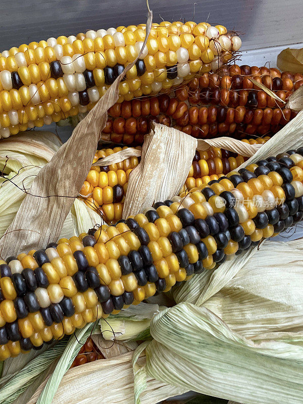 近距离图像硬纸盒燧石玉米的穗轴(Zea mays var. indurata)与剥落的壳，五颜六色的内核，高架视图